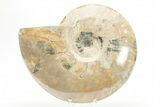 Polished Cretaceous Ammonite (Cleoniceras) Fossil - Madagascar #216101-1